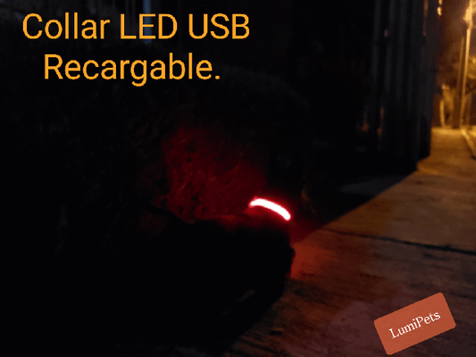 Kit Collar y Correa led Luminosa Recargable USB LumiPets