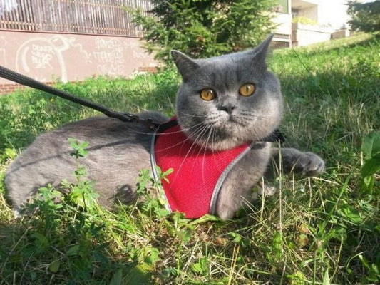 Arnes pechera con correa para gato - Trixie