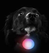 perro medalla luz luminosa