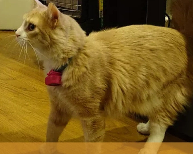 Mini GPS para Mascota - Petalways