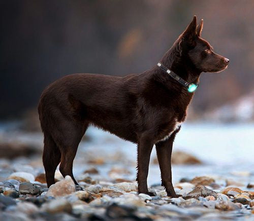 perro medalla luz led
