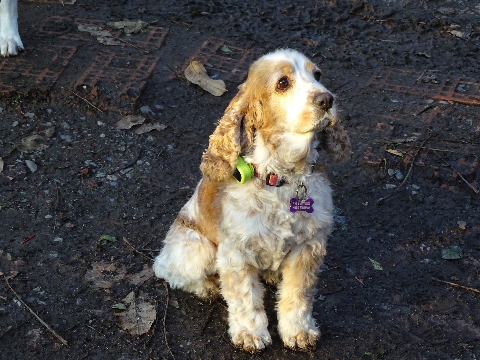 Mini GPS para Mascota - Petalways