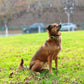 Mini GPS para Mascota - Petalways