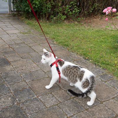 Arnes pechera XXL con correa para gato - Trixie – LumiPets