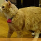 Mini GPS para Mascota - Petalways