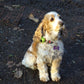 Mini GPS para Mascota - Petalways
